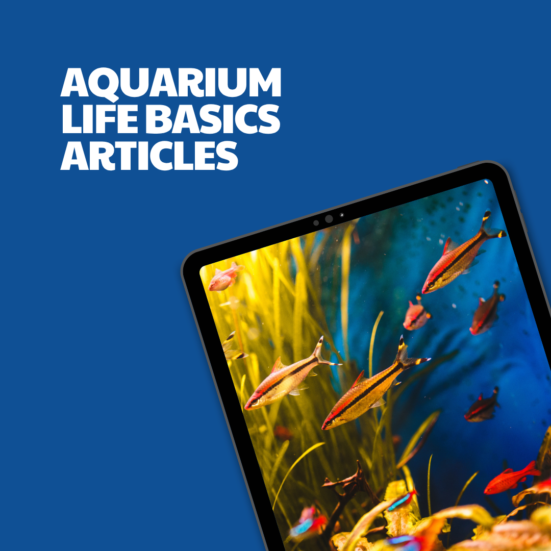 Aquarium Life Basics – 8 Pre-Written Articles