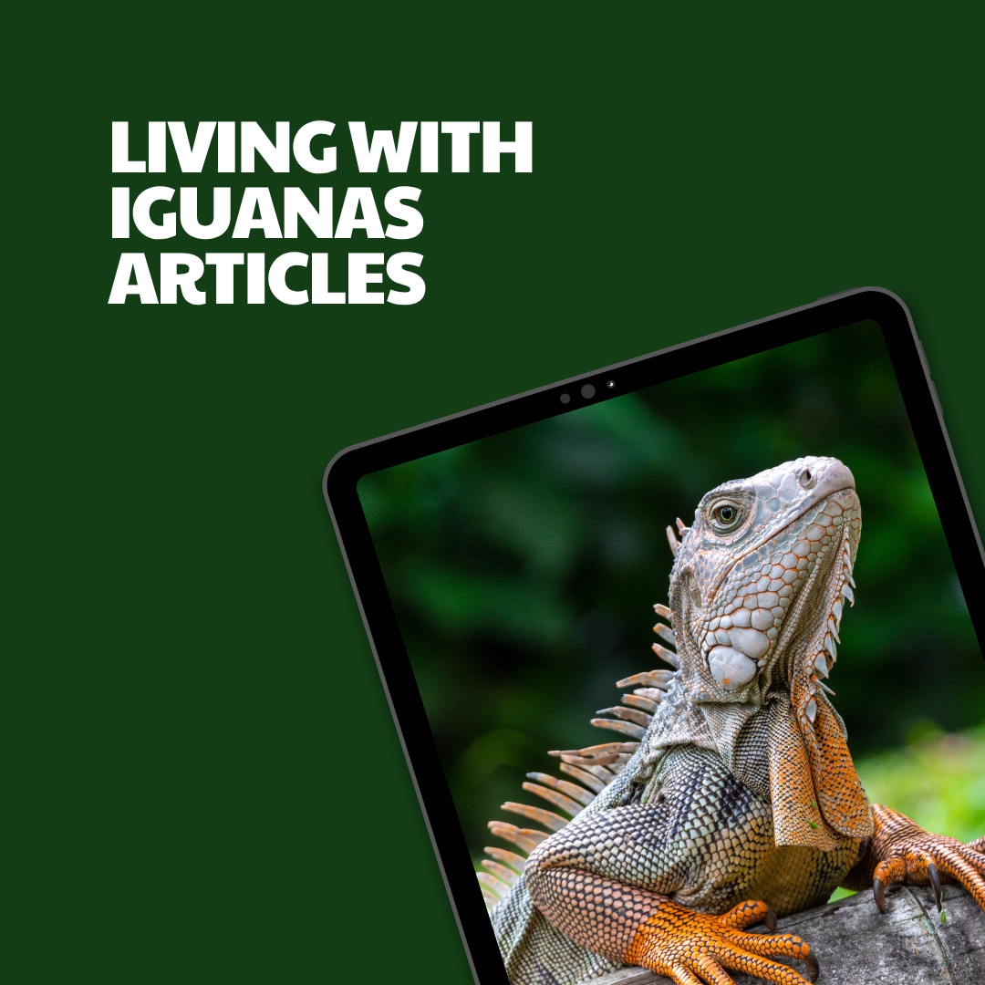 Living with Iguanas – 12 Pre-Written Articles